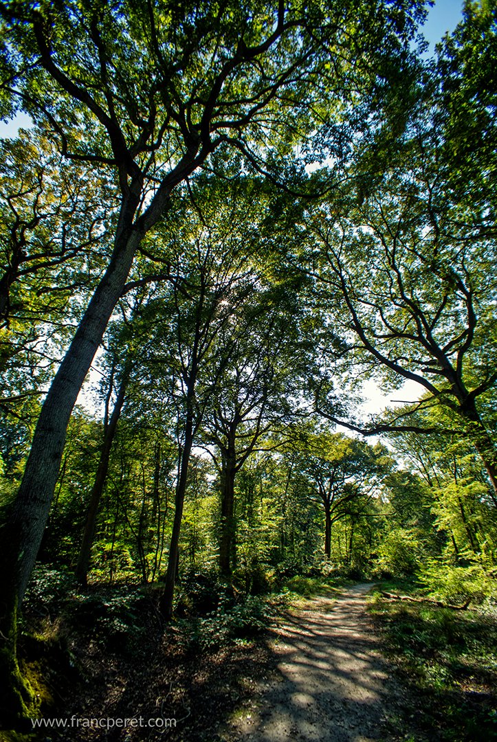 My original hometown forest. 25km away from Paris. Nikon1 V1 Cine-Nikkor 6.5mm f1.8