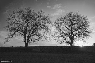 A couple of trees in Burgundy sunset
