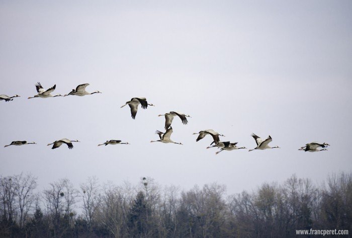 Migration. ISO100, f/5.6, 1/640s, 276mm.